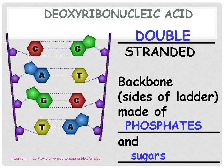 DEOXYRIBONUCLEIC ACID DOUBLE _______ STRANDED Image from: http: //www. tokyo-med. ac. jp/genet/picts/dna. jpg Backbone