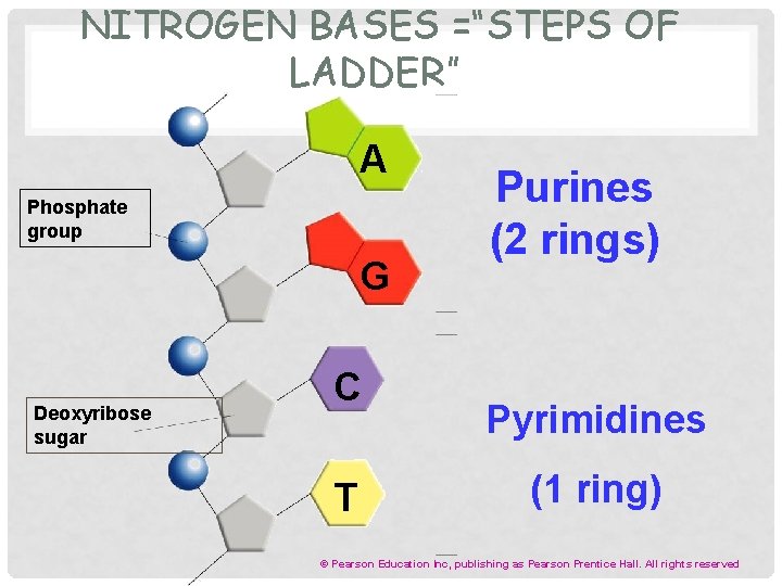  NITROGEN BASES =“STEPS OF LADDER” A Phosphate group G Deoxyribose sugar C T