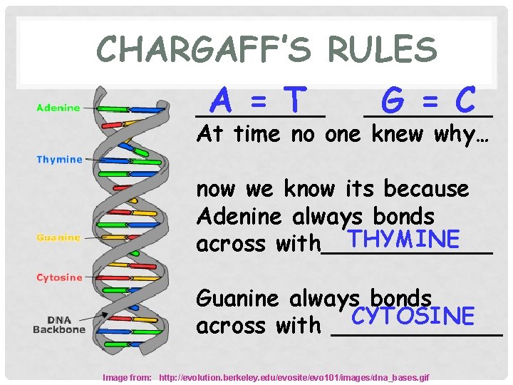 CHARGAFF’S RULES A = T G = C _________ At time no one knew