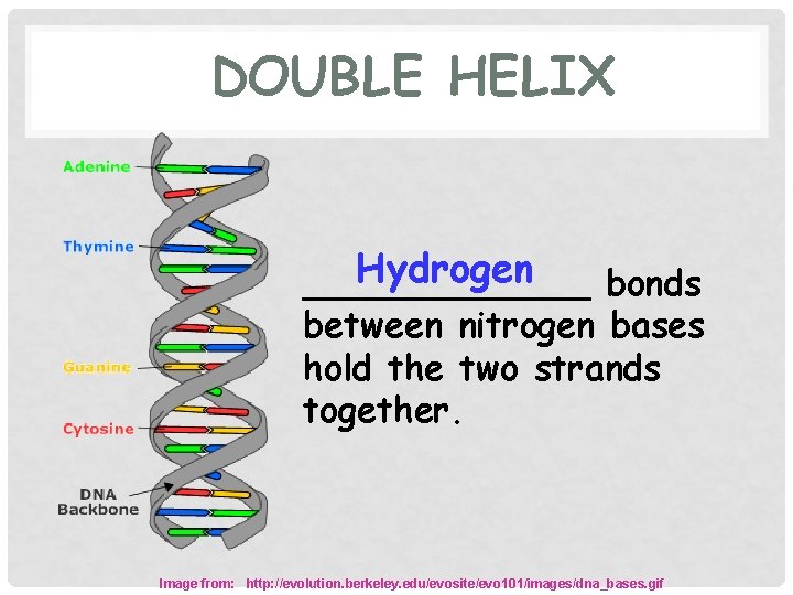 DOUBLE HELIX Hydrogen _______ bonds between nitrogen bases hold the two strands together. Image