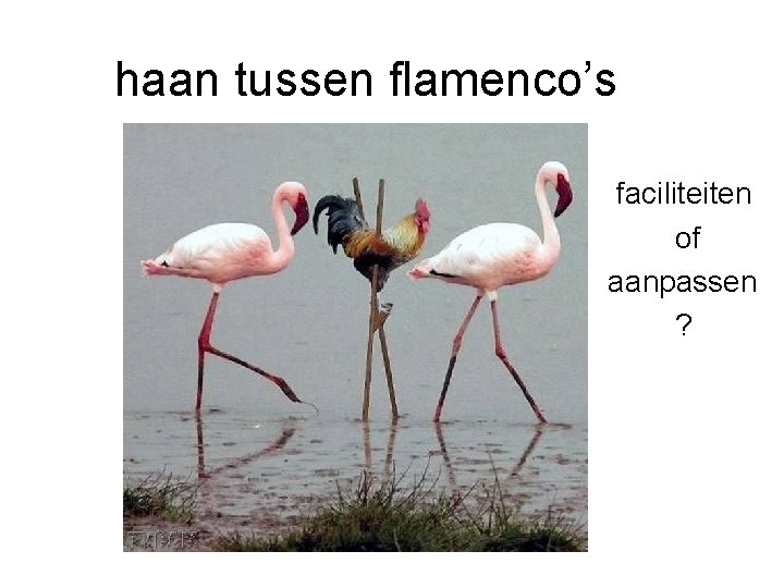  haan tussen flamenco’s faciliteiten of aanpassen ? 