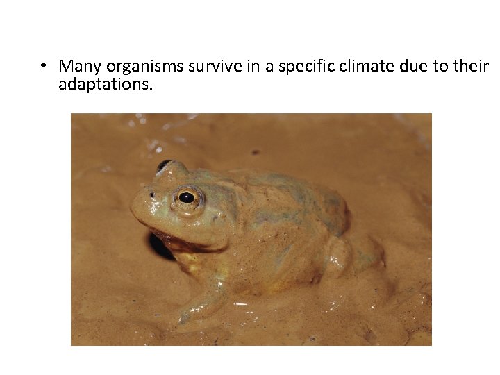  • Many organisms survive in a specific climate due to their adaptations. 