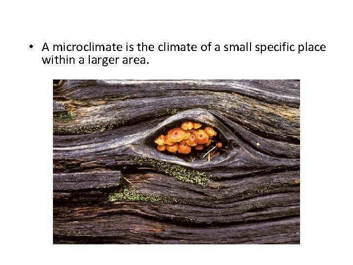  • A microclimate is the climate of a small specific place within a