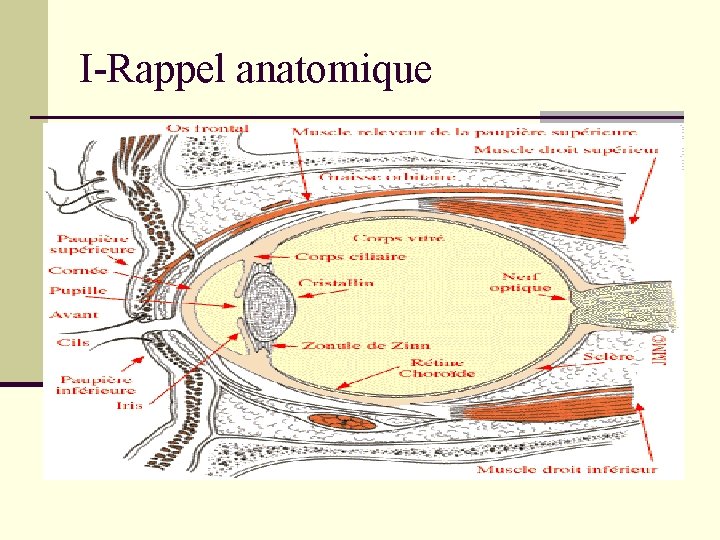 I-Rappel anatomique 