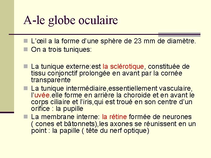 A-le globe oculaire n L’œil a la forme d’une sphère de 23 mm de