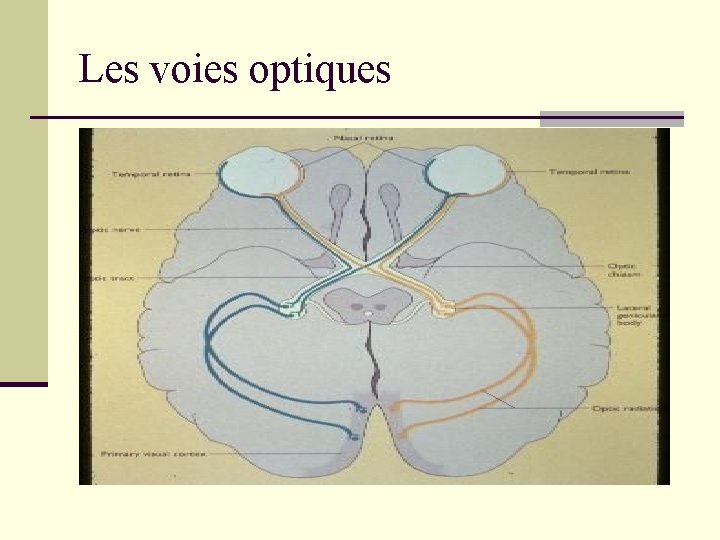 Les voies optiques 