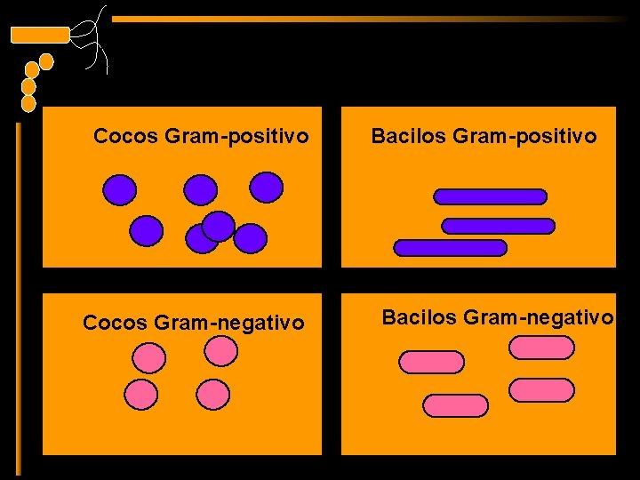 Clasificacin de las Bacterias Estructura Gentica y Metabolismo