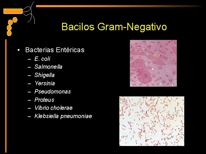 Bacilos Gram-Negativo • Bacterias Entéricas – – – – E. coli Salmonella Shigella Yersinia