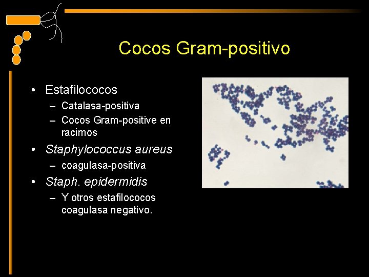 Cocos Gram-positivo • Estafilococos – Catalasa-positiva – Cocos Gram-positive en racimos • Staphylococcus aureus