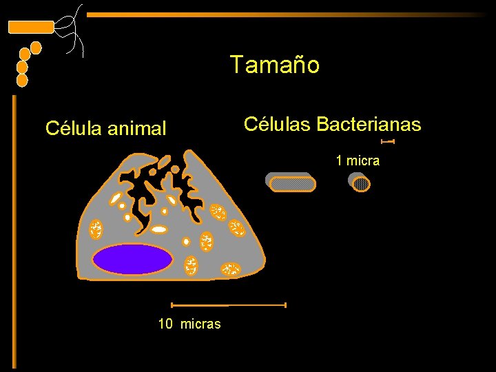 Tamaño Célula animal Células Bacterianas 1 micra 10 micras 