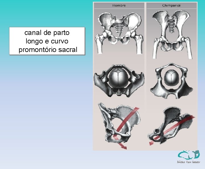 canal de parto longo e curvo promontório sacral 