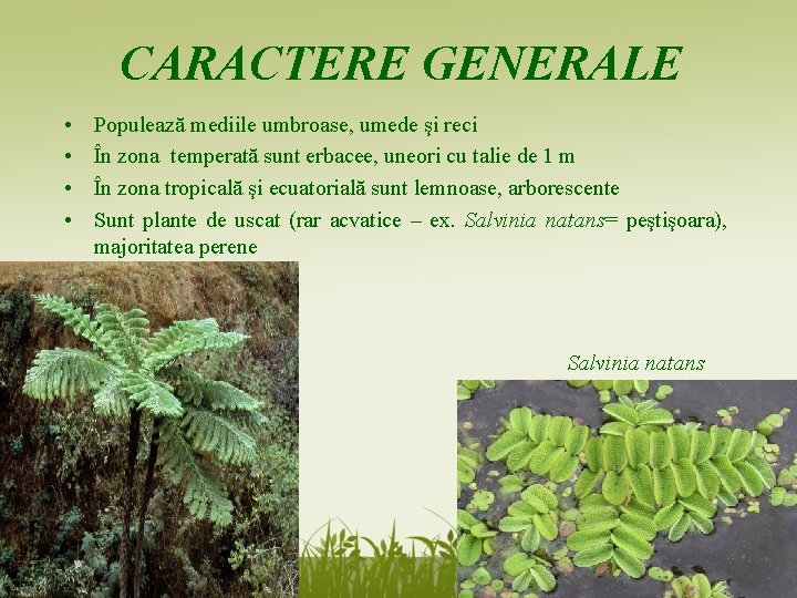 CARACTERE GENERALE • • Populează mediile umbroase, umede şi reci În zona temperată sunt