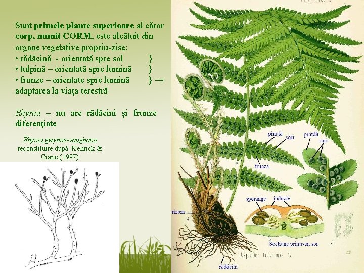 Sunt primele plante superioare al căror corp, numit CORM, este alcătuit din organe vegetative