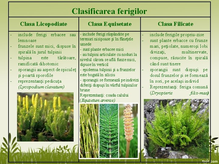 Clasificarea ferigilor Clasa Licopodiate - include ferigi erbacee sau lemnoase frunzele sunt mici, dispuse