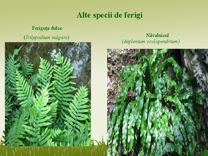 Alte specii de ferigi Feriguţa dulce (Polypodium vulgare) Năvalnicul (Asplenium scolopendrium) 