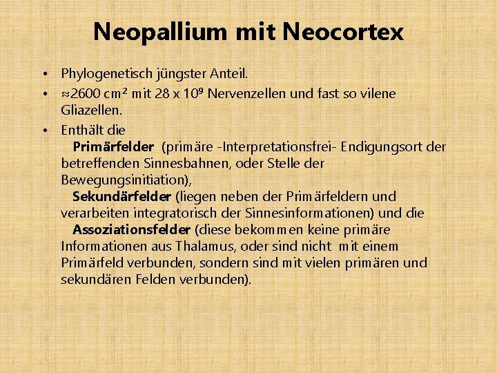 Neopallium mit Neocortex • Phylogenetisch jüngster Anteil. • ≈2600 cm 2 mit 28 x