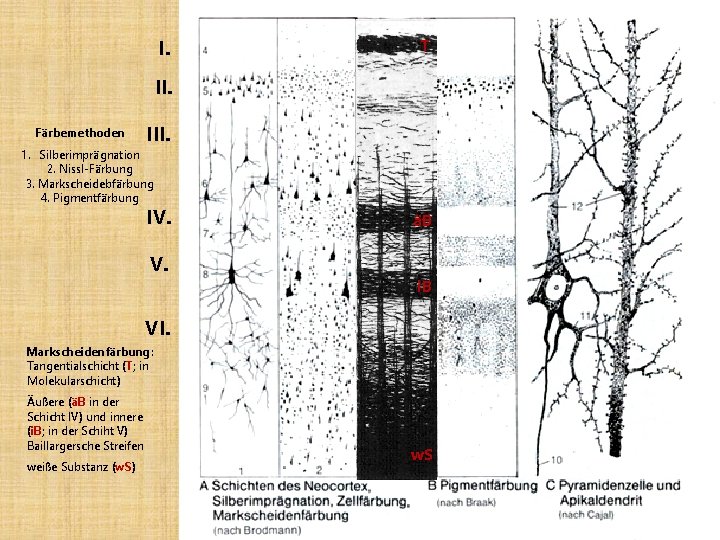 I. T II. Färbemethoden III. 1. Silberimprägnation 2. Nissl-Färbung 3. Markscheidebfärbung 4. Pigmentfärbung IV.