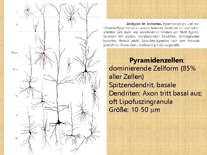 Pyramidenzellen: dominierende Zellform (85% aller Zellen) Spitzendendrit, basale Dendriten; Axon tritt basal aus; oft