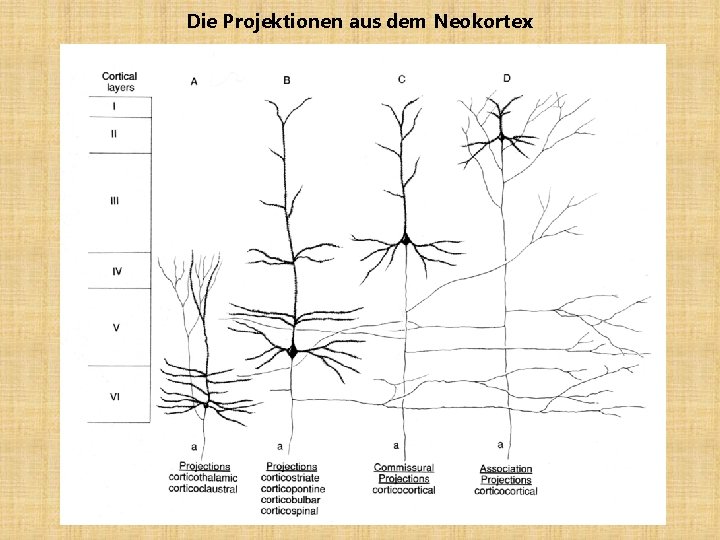 Die Projektionen aus dem Neokortex 