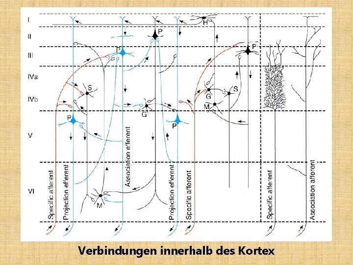 Verbindungen innerhalb des Kortex 