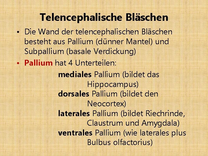 Telencephalische Bläschen • Die Wand der telencephalischen Bläschen besteht aus Pallium (dünner Mantel) und