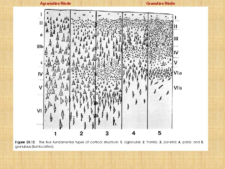 Agranuläre Rinde Granuläre Rinde 