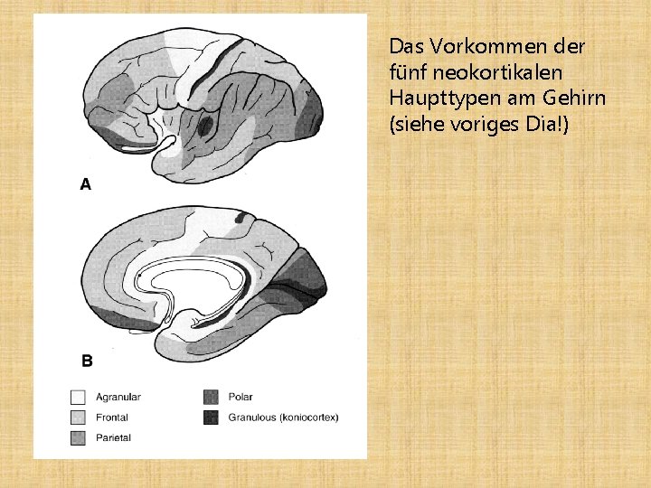 Das Vorkommen der fünf neokortikalen Haupttypen am Gehirn (siehe voriges Dia!) 