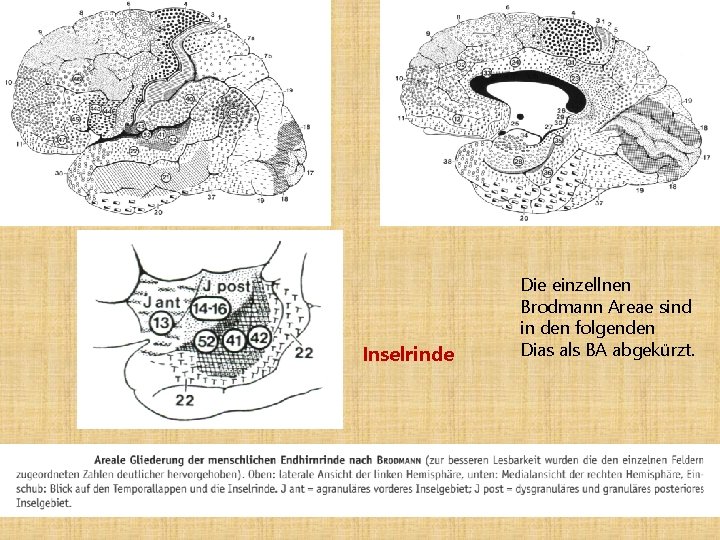 Inselrinde Die einzellnen Brodmann Areae sind in den folgenden Dias als BA abgekürzt. 