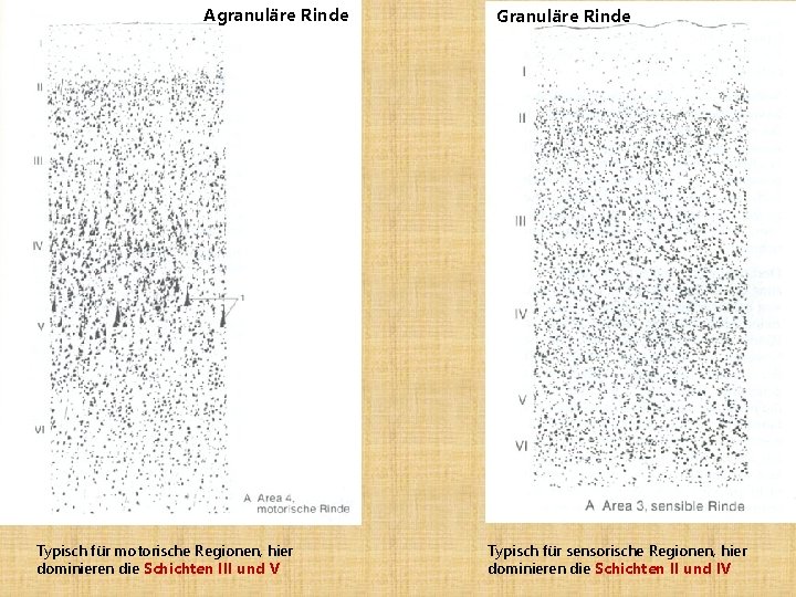 Agranuläre Rinde Typisch für motorische Regionen, hier dominieren die Schichten III und V Granuläre