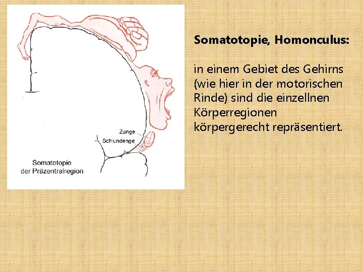 Somatotopie, Homonculus: in einem Gebiet des Gehirns (wie hier in der motorischen Rinde) sind