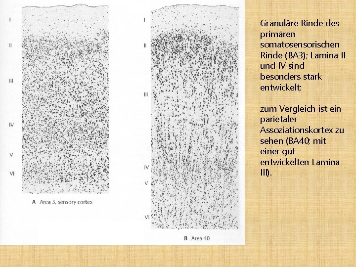Granuläre Rinde des primären somatosensorischen Rinde (BA 3); Lamina II und IV sind besonders