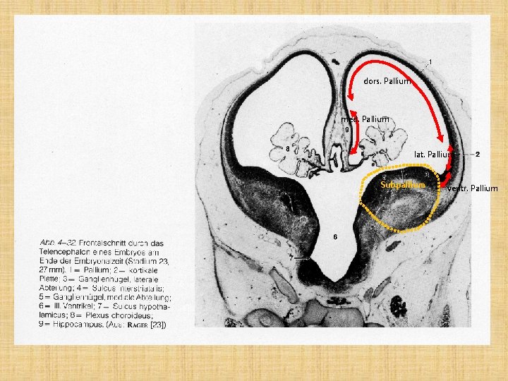 dors. Pallium med. Pallium lat. Pallium Subpallium ventr. Pallium 