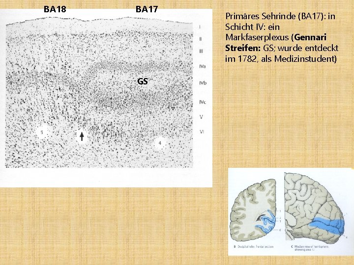 BA 18 BA 17 GS Primäres Sehrinde (BA 17): in Schicht IV: ein Markfaserplexus