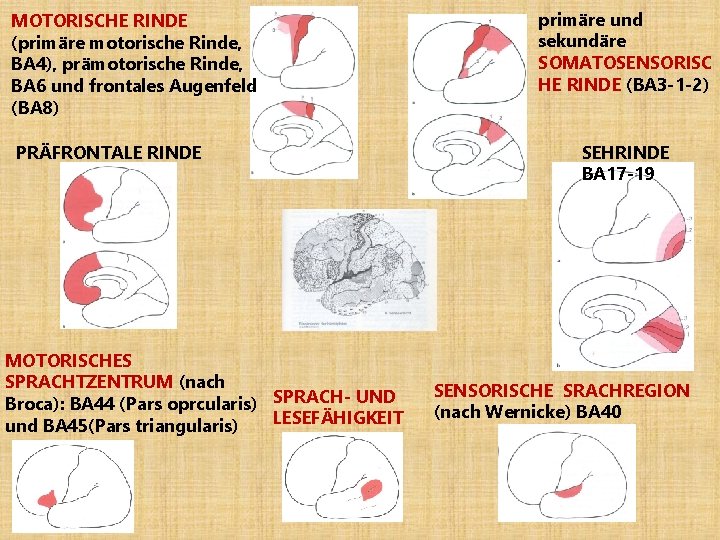 MOTORISCHE RINDE (primäre motorische Rinde, BA 4), prämotorische Rinde, BA 6 und frontales Augenfeld