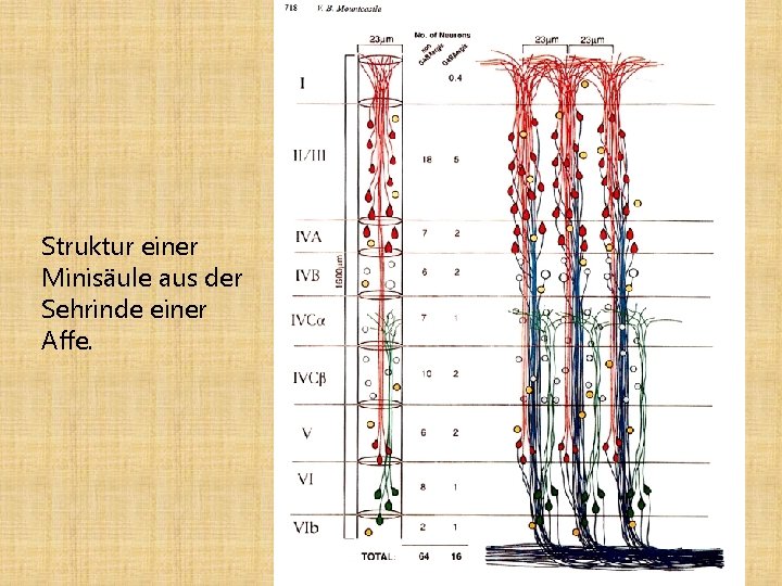Struktur einer Minisäule aus der Sehrinde einer Affe. 