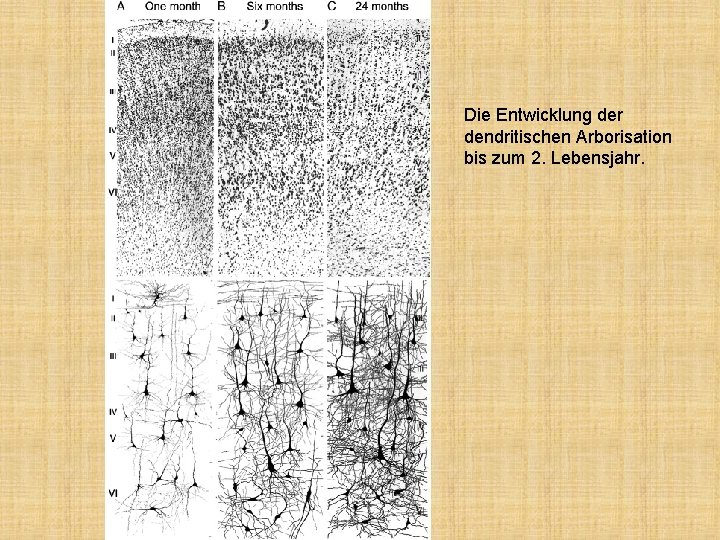 Die Entwicklung der dendritischen Arborisation bis zum 2. Lebensjahr. 