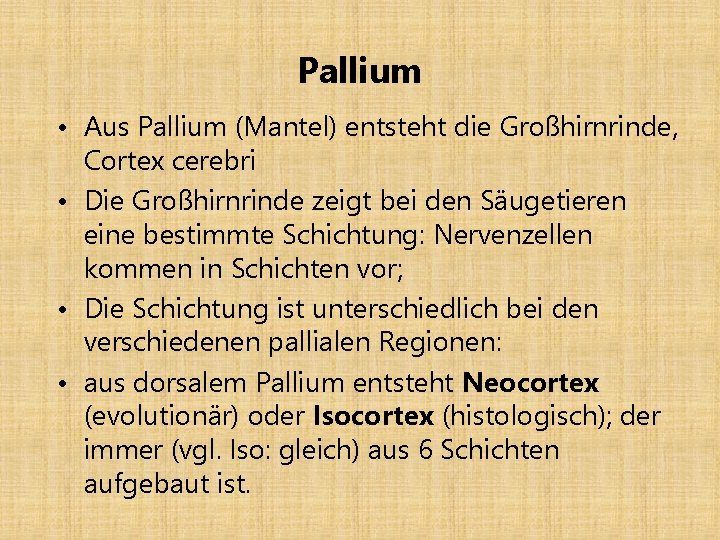 Pallium • Aus Pallium (Mantel) entsteht die Großhirnrinde, Cortex cerebri • Die Großhirnrinde zeigt