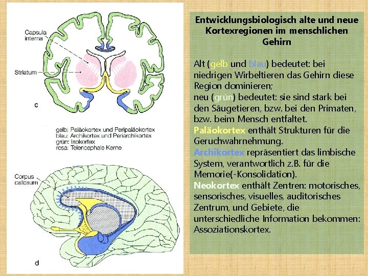 Entwicklungsbiologisch alte und neue Kortexregionen im menschlichen Gehirn Alt (gelb und blau) bedeutet: bei