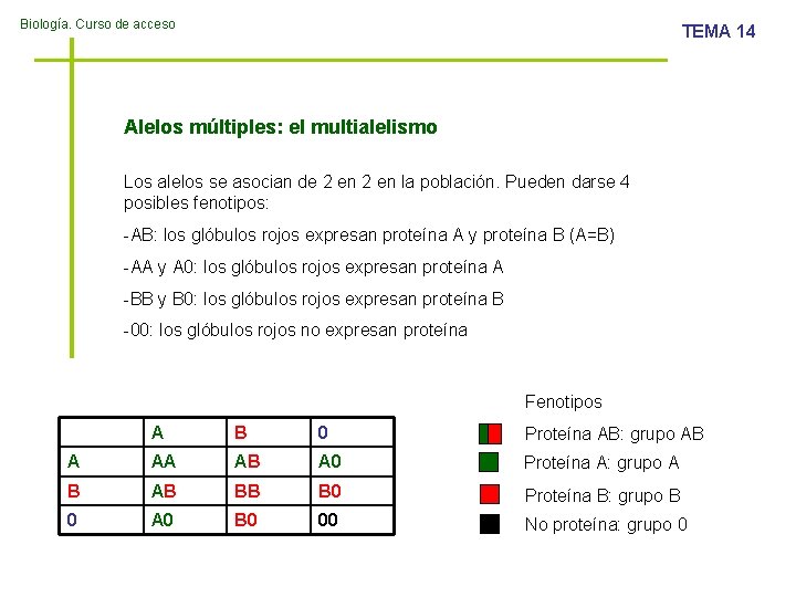 Biología. Curso de acceso TEMA 14 Alelos múltiples: el multialelismo Los alelos se asocian