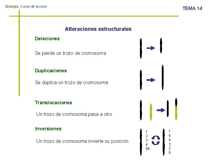 Biología. Curso de acceso TEMA 14 Alteraciones estructurales Deleciones Se pierde un trozo de