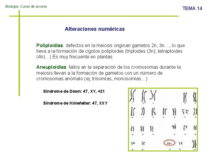 Biología. Curso de acceso TEMA 14 Alteraciones numéricas Poliploidías: defectos en la meiosis originan