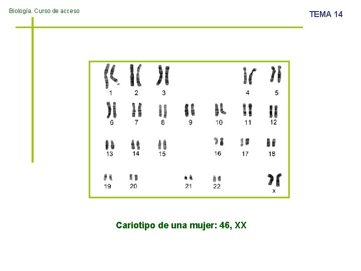 Biología. Curso de acceso TEMA 14 Cariotipo de una mujer: 46, XX 