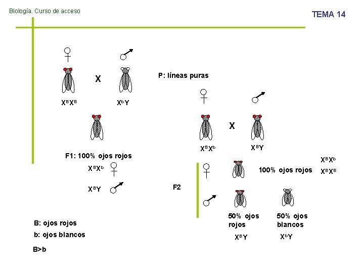 Biología. Curso de acceso TEMA 14 P: líneas puras X XBXB Xb. Y X