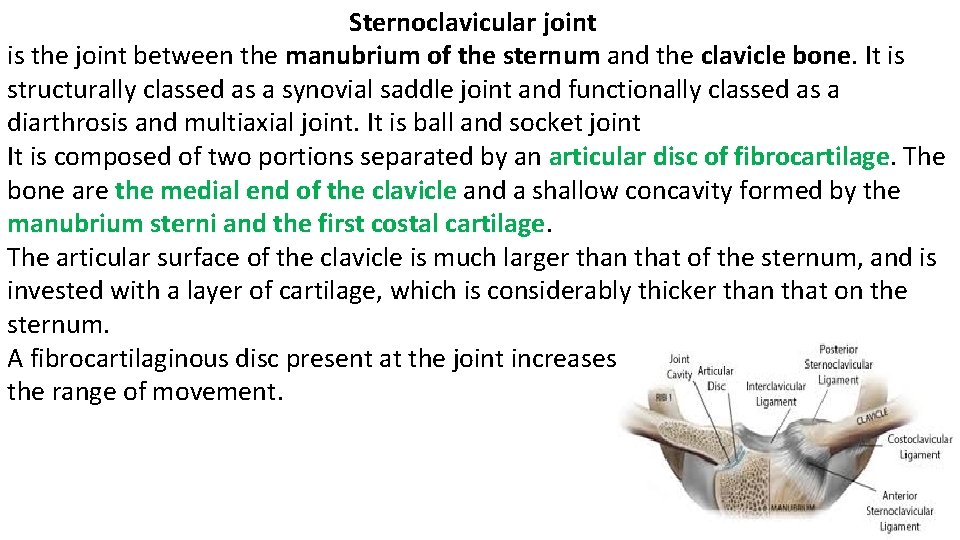 Sternoclavicular joint is the joint between the manubrium of the sternum and the clavicle