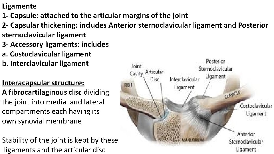 Ligamente 1 - Capsule: attached to the articular margins of the joint 2 -