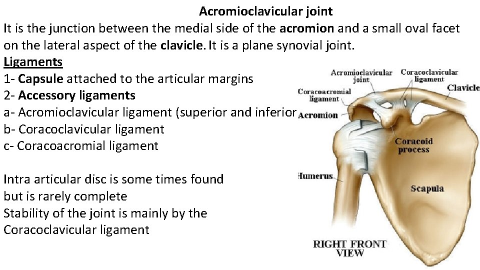  Acromioclavicular joint It is the junction between the medial side of the acromion