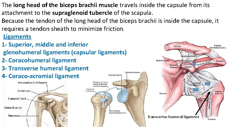 The long head of the biceps brachii muscle travels inside the capsule from its