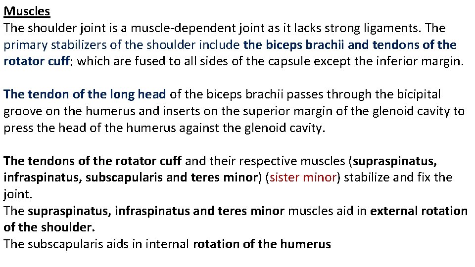 Muscles The shoulder joint is a muscle-dependent joint as it lacks strong ligaments. The