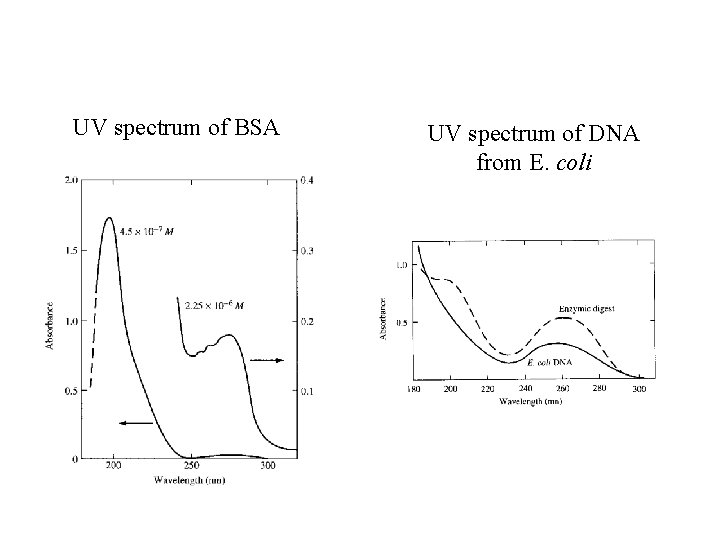 UV spectrum of BSA UV spectrum of DNA from E. coli 