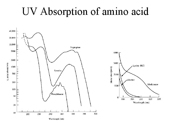 UV Absorption of amino acid 